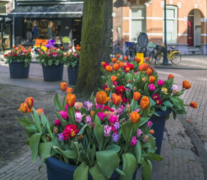Tulip Festival in Amsterdam GDA Global DMC Alliance