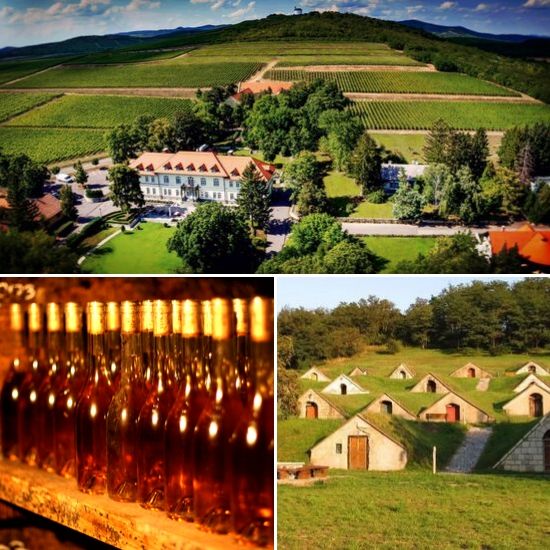 hungary-tojac-wine-tasting-gda-global-dmc-alliance-inspiration-travel-incentives-meetings-conferences-business-tourism-2
